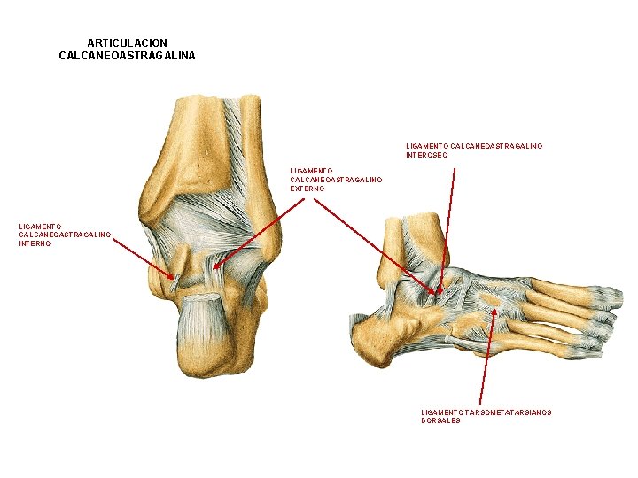 ARTICULACION CALCANEOASTRAGALINA LIGAMENTO CALCANEOASTRAGALINO INTEROSEO LIGAMENTO CALCANEOASTRAGALINO EXTERNO LIGAMENTO CALCANEOASTRAGALINO INTERNO LIGAMENTO TARSOMETATARSIANOS DORSALES