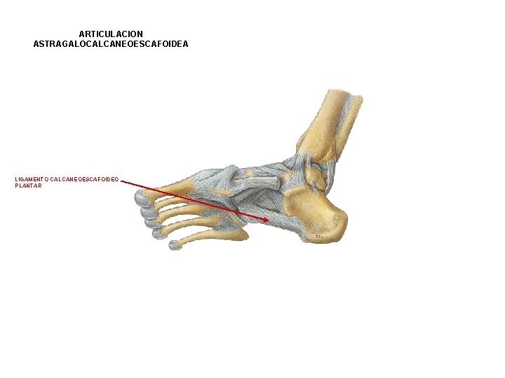 ARTICULACION ASTRAGALOCALCANEOESCAFOIDEA LIGAMENTO CALCANEOESCAFOIDEO PLANTAR ARTICULACION ASTRAGALOCALCANEOESCAFOIDEA LIGAMENTO CALCANEOESCAFOIDEO PLANTAR