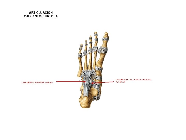 ARTICULACION CALCANEOCUBOIDEA LIGAMENTO PLANTAR LARGO LIGAMENTO CALCANEOCUBOIDEO PLANTAR 