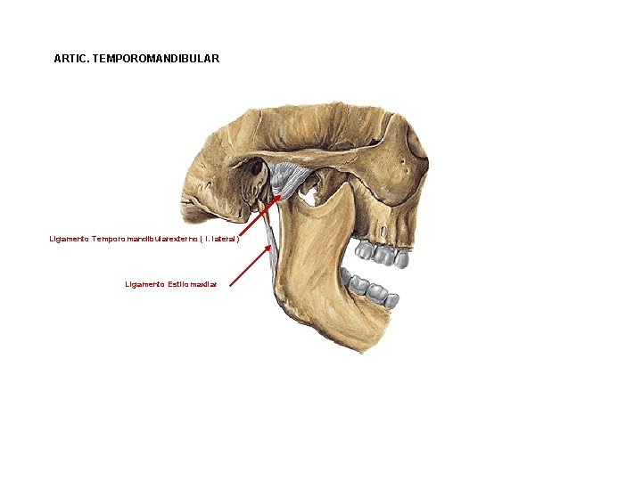 ARTIC. TEMPOROMANDIBULAR Ligamento Temporomandibularexterno ( l. lateral) Ligamento Estilomaxilar ARTIC. TEMPOROMANDIBULAR Ligamento Temporomandibularexterno ( l. lateral) Ligamento Estilomaxilar