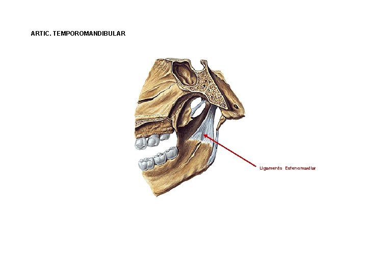 ARTIC. TEMPOROMANDIBULAR Ligamento Esfenomaxilar 