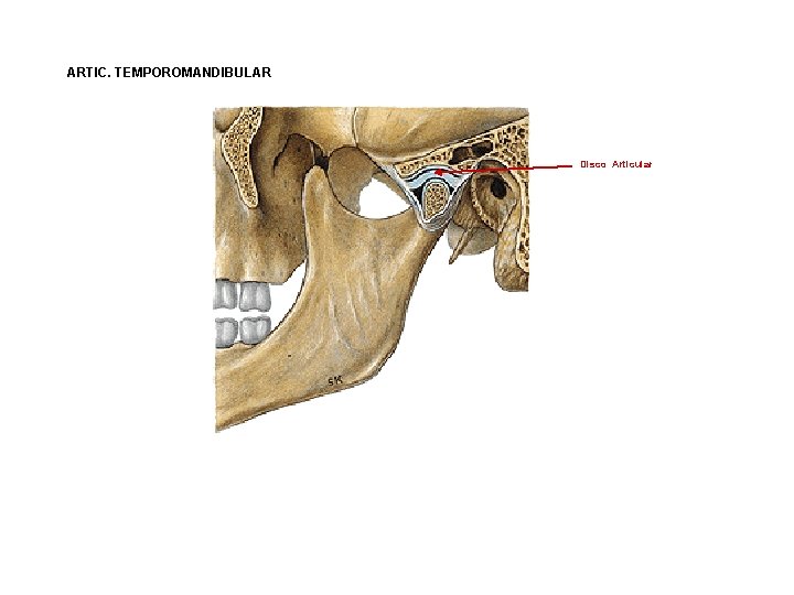 ARTIC. TEMPOROMANDIBULAR Disco Articular ARTIC. TEMPOROMANDIBULAR Disco Articular