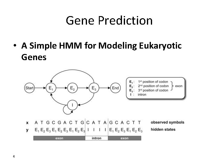 Gene Prediction • A Simple HMM for Modeling Eukaryotic Genes 4 Gene Prediction • A Simple HMM for Modeling Eukaryotic Genes 4