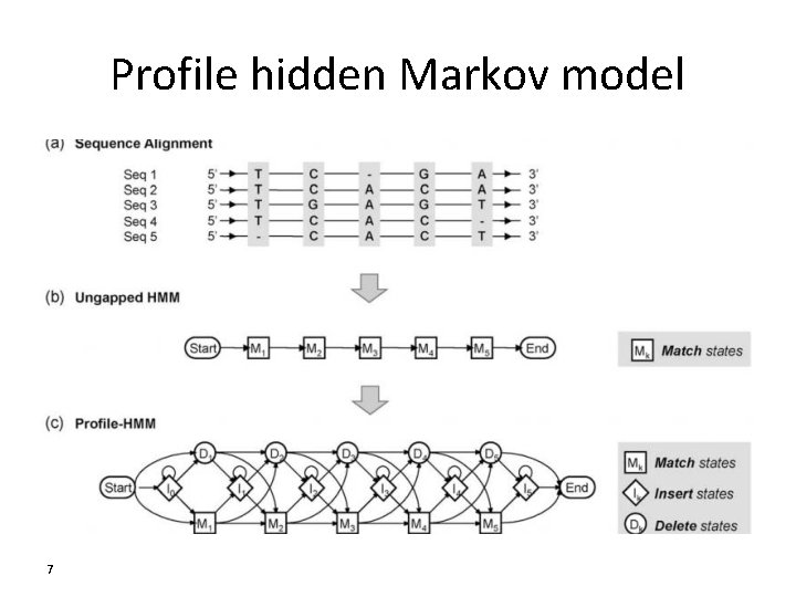 Profile hidden Markov model 7 Profile hidden Markov model 7