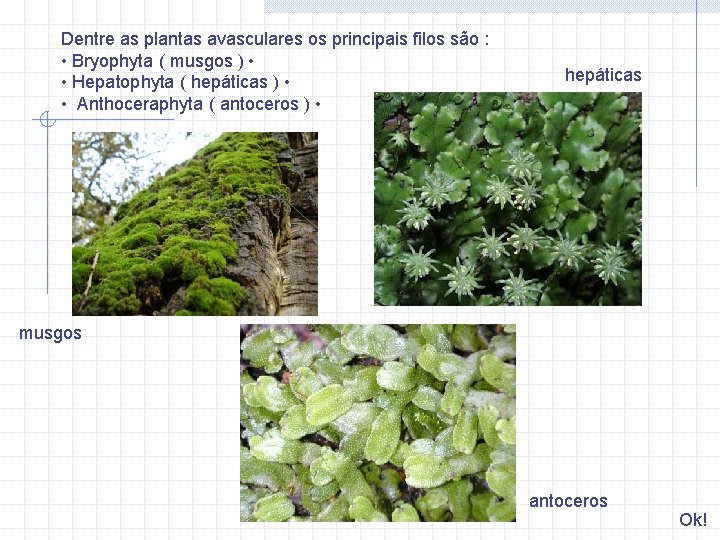 Dentre as plantas avasculares os principais filos são : • Bryophyta ( musgos )