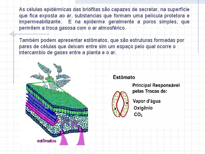 As células epidérmicas das briófitas são capazes de secretar, na superfície que fica exposta