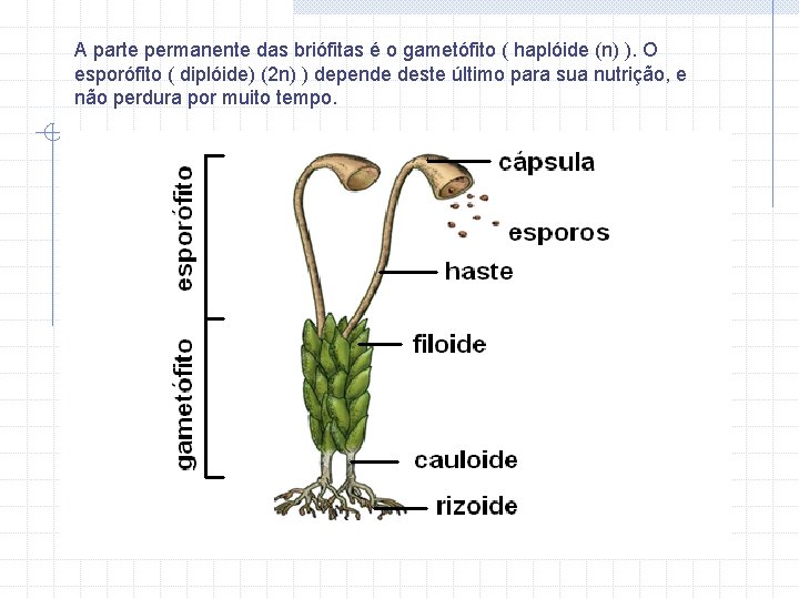 A parte permanente das briófitas é o gametófito ( haplóide (n) ). O esporófito