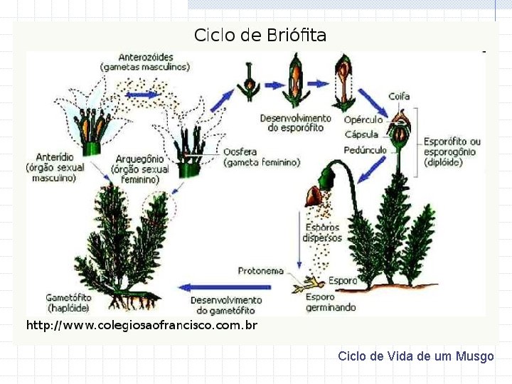 Ciclo de Vida de um Musgo 