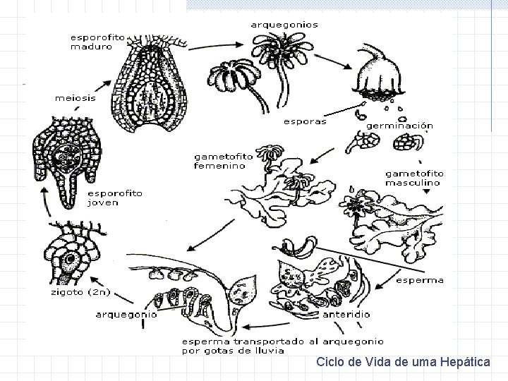 Ciclo de Vida de uma Hepática 