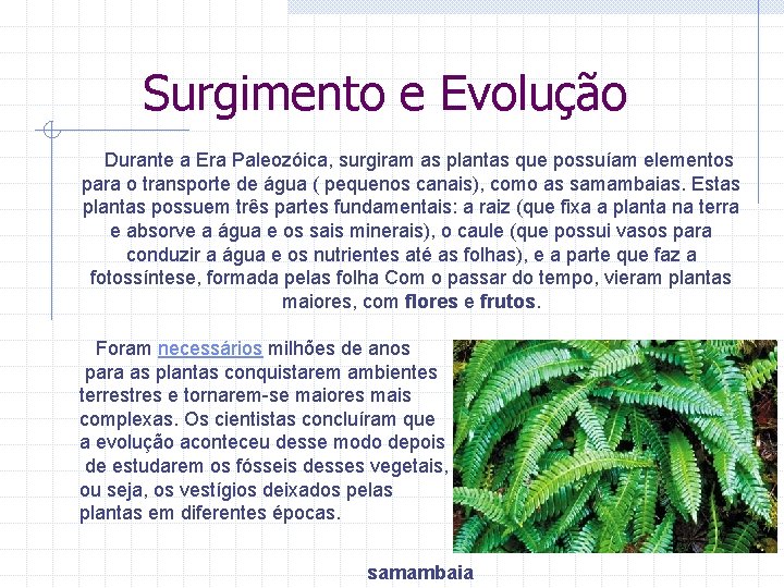 Surgimento e Evolução Durante a Era Paleozóica, surgiram as plantas que possuíam elementos para