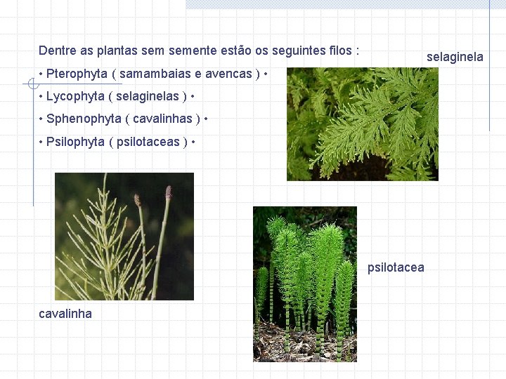 Dentre as plantas semente estão os seguintes filos : selaginela • Pterophyta ( samambaias