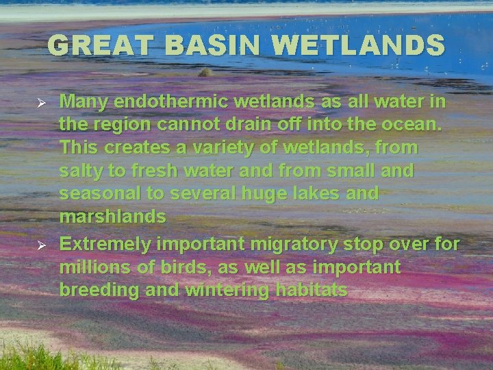 GREAT BASIN WETLANDS Ø Ø Many endothermic wetlands as all water in the region