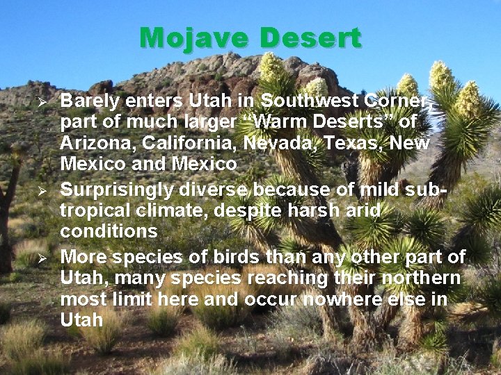 Mojave Desert Ø Ø Ø Barely enters Utah in Southwest Corner, part of much