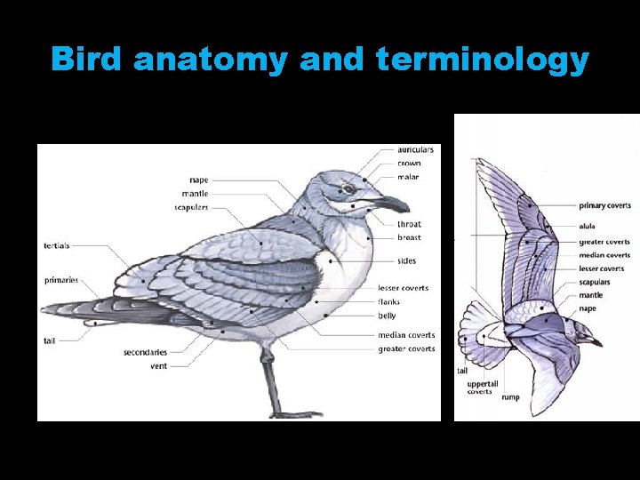 Bird anatomy and terminology 