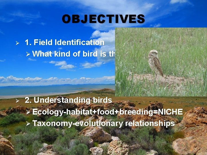 OBJECTIVES Ø 1. Field Identification Ø What kind of bird is that? Ø 2.