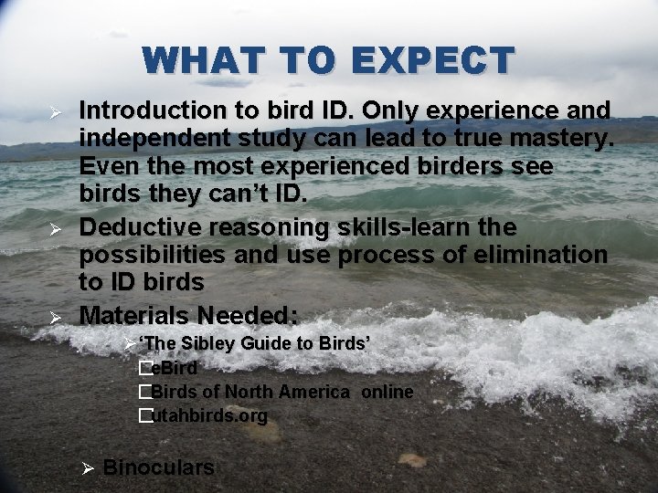 WHAT TO EXPECT Ø Ø Ø Introduction to bird ID. Only experience and independent