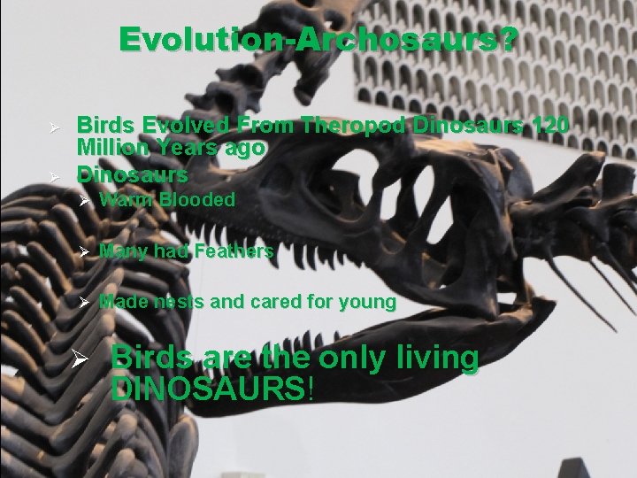 Evolution-Archosaurs? Ø Ø Birds Evolved From Theropod Dinosaurs 120 Million Years ago Dinosaurs Ø