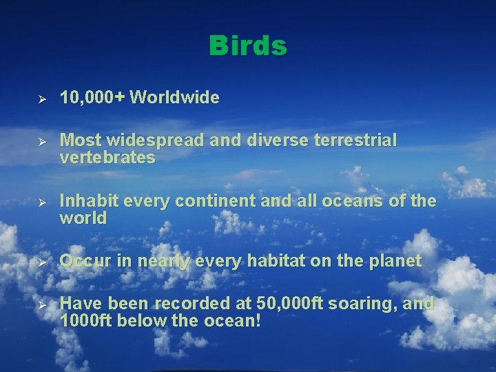 Birds Ø 10, 000+ Worldwide Ø Most widespread and diverse terrestrial vertebrates Ø Inhabit