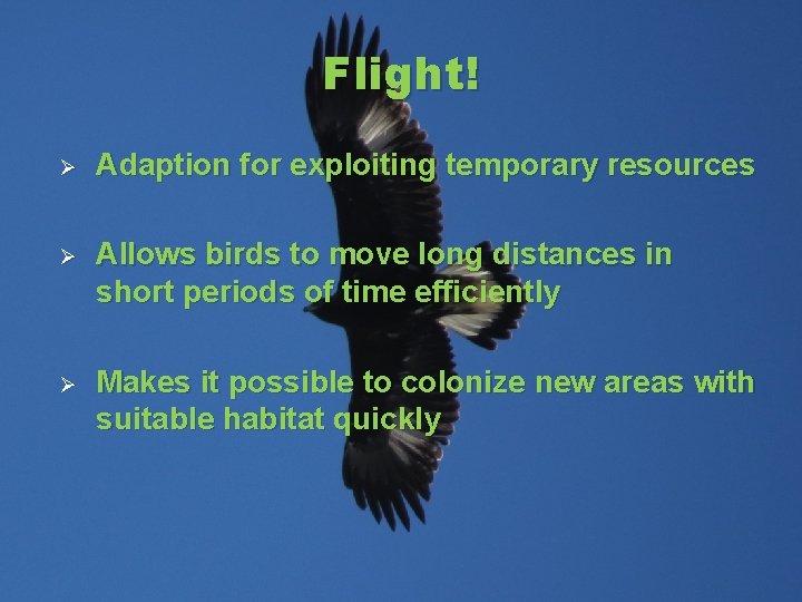 Flight! Ø Adaption for exploiting temporary resources Ø Allows birds to move long distances