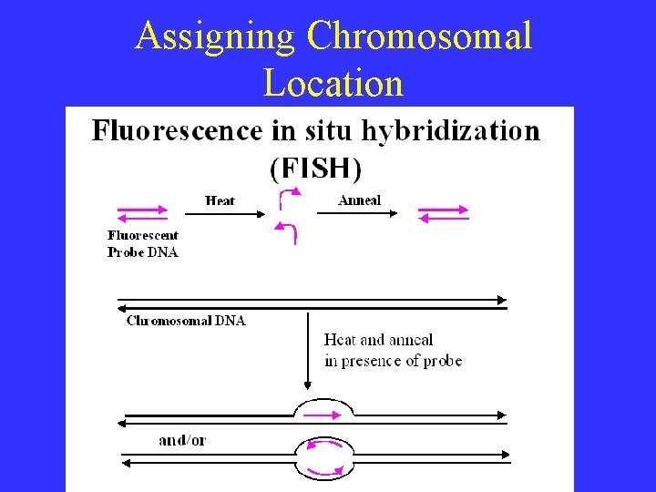 Assigning Chromosomal Location Assigning Chromosomal Location