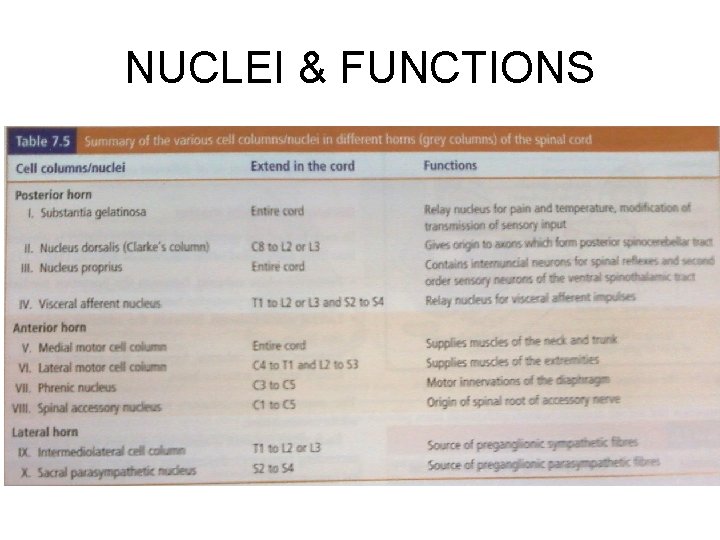 NUCLEI & FUNCTIONS 