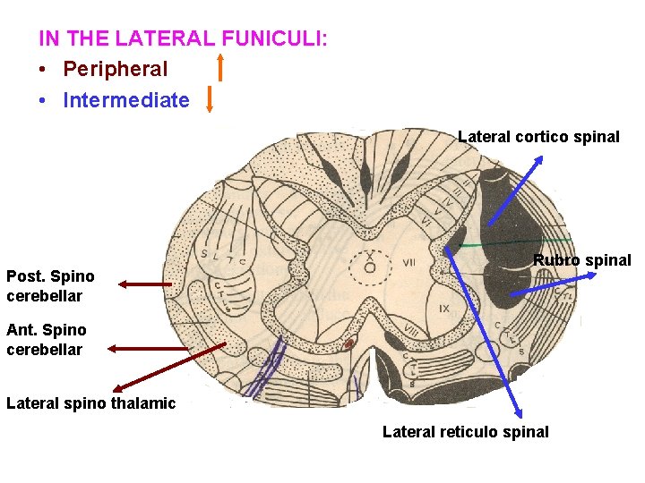 IN THE LATERAL FUNICULI: • Peripheral • Intermediate Lateral cortico spinal Post. Spino cerebellar