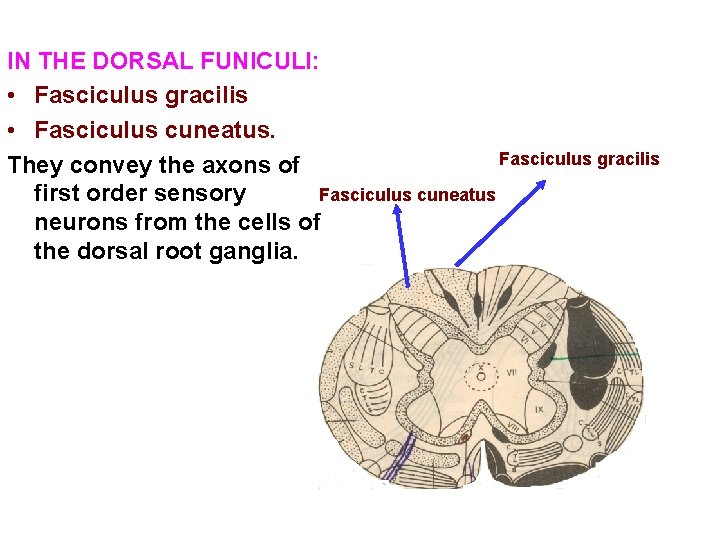 IN THE DORSAL FUNICULI: • Fasciculus gracilis • Fasciculus cuneatus. Fasciculus gracilis They convey