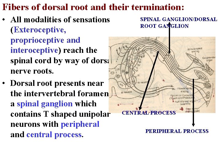 Fibers of dorsal root and their termination: • All modalities of sensations (Exteroceptive, proprioceptive