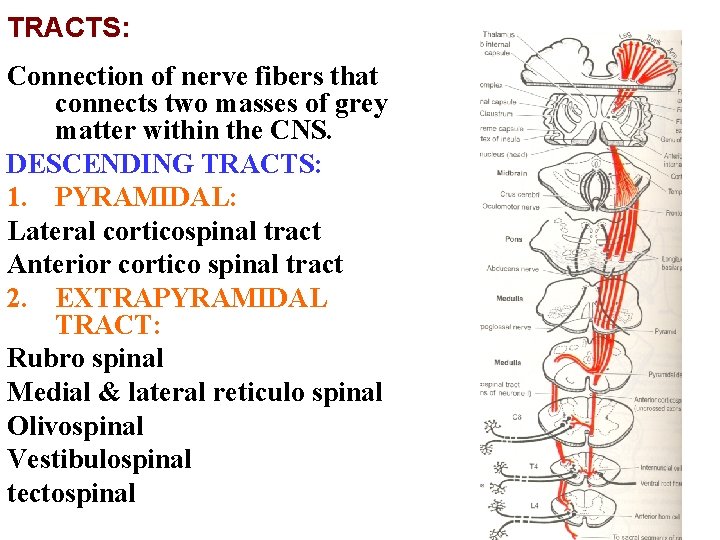 TRACTS: Connection of nerve fibers that connects two masses of grey matter within the