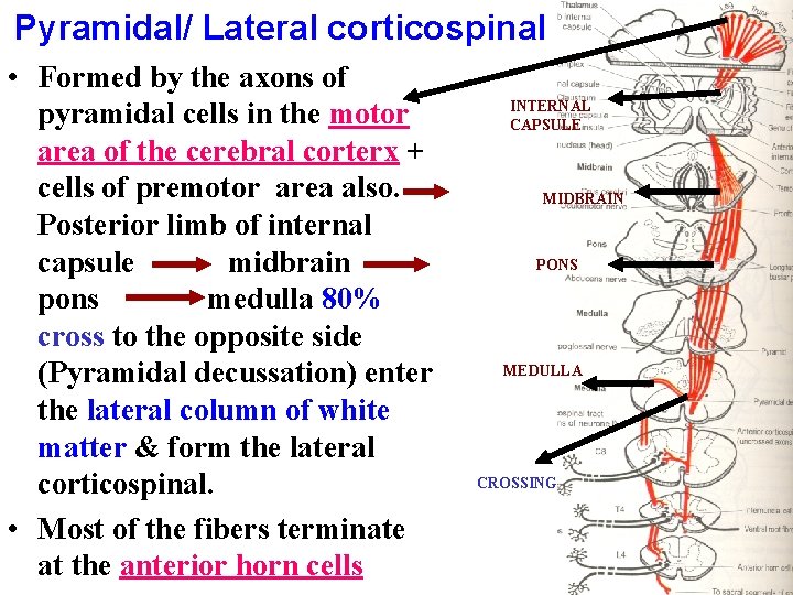 Pyramidal/ Lateral corticospinal • Formed by the axons of pyramidal cells in the motor