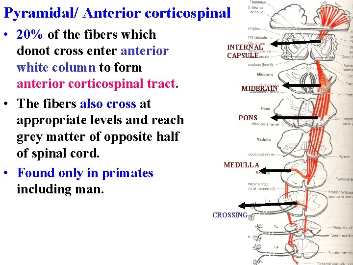 Pyramidal/ Anterior corticospinal • 20% of the fibers which donot cross enter anterior white