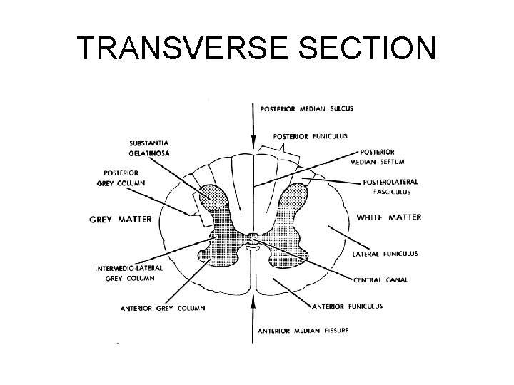 TRANSVERSE SECTION 