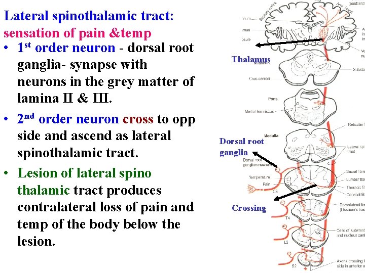 Lateral spinothalamic tract: sensation of pain &temp • 1 st order neuron - dorsal