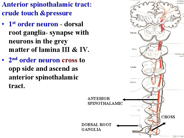 Anterior spinothalamic tract: crude touch &pressure • 1 st order neuron - dorsal root