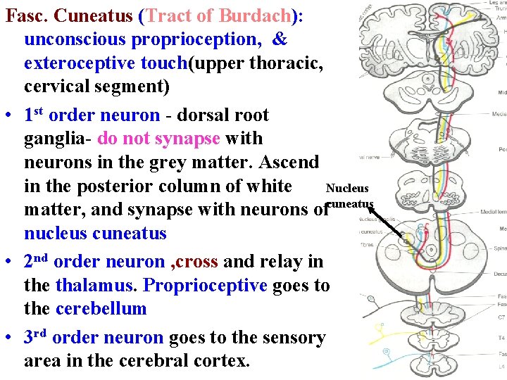 Fasc. Cuneatus (Tract of Burdach): unconscious proprioception, & exteroceptive touch(upper thoracic, cervical segment) •