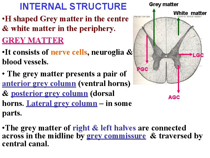 INTERNAL STRUCTURE • H shaped Grey matter in the centre & white matter in