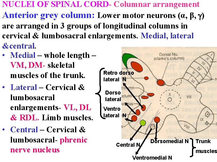 NUCLEI OF SPINAL CORD- Columnar arrangement Anterior grey column: Lower motor neurons (α, β,
