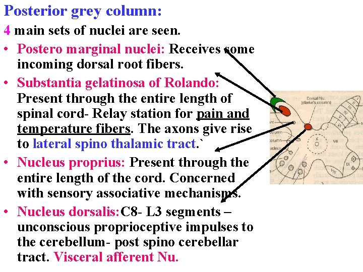 Posterior grey column: 4 main sets of nuclei are seen. • Postero marginal nuclei: