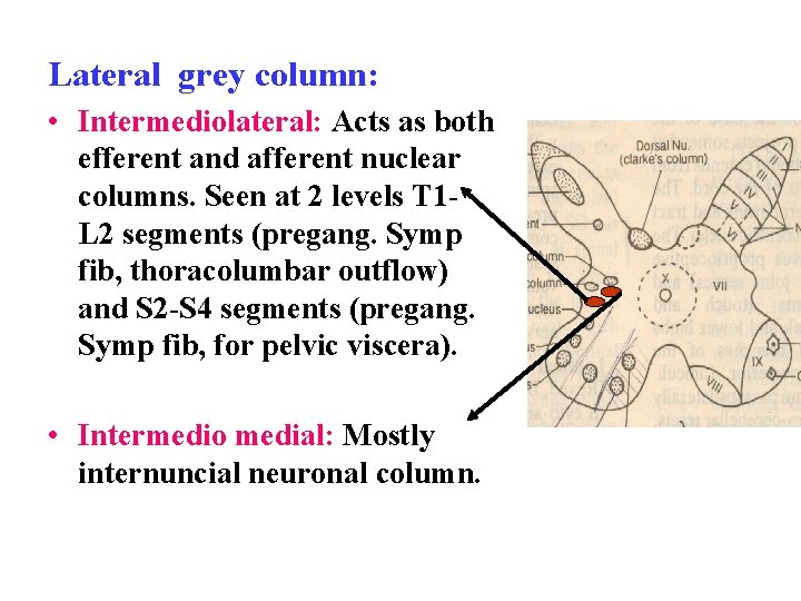 Lateral grey column: • Intermediolateral: Acts as both efferent and afferent nuclear columns. Seen