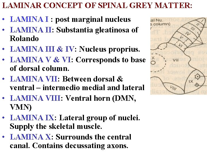 LAMINAR CONCEPT OF SPINAL GREY MATTER: • LAMINA I : post marginal nucleus •