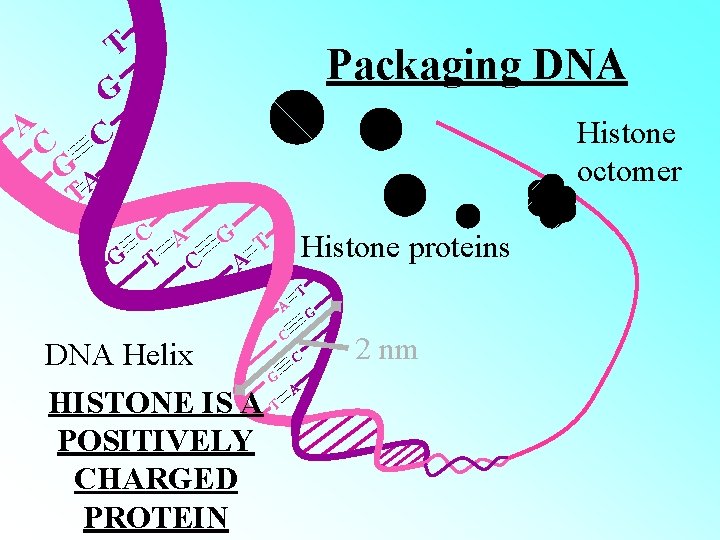 A C T G C Packaging DNA Histone octomer GA T C A G A C T G C Packaging DNA Histone octomer GA T C A G