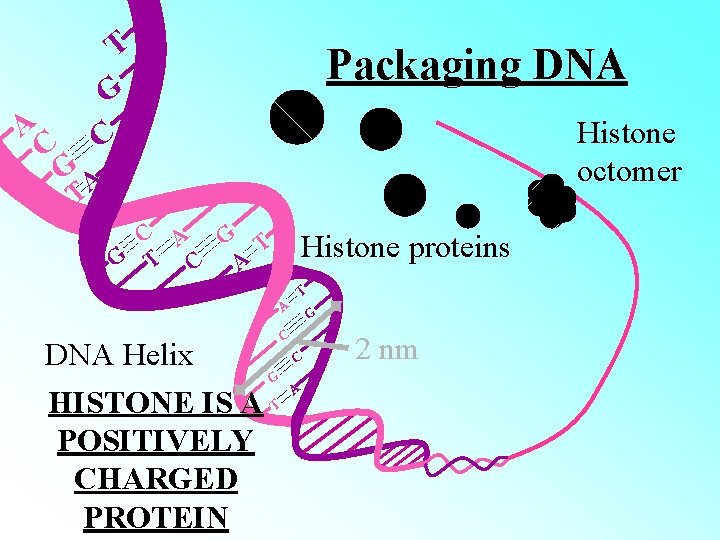 A C T G C Packaging DNA Histone octomer GA T C A G