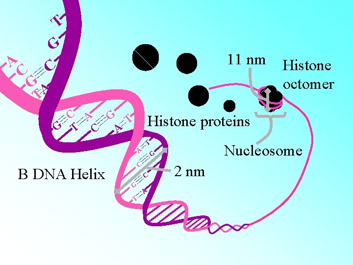 A C T G C 11 nm GA T C A G T C A C T G C 11 nm GA T C A G T C
