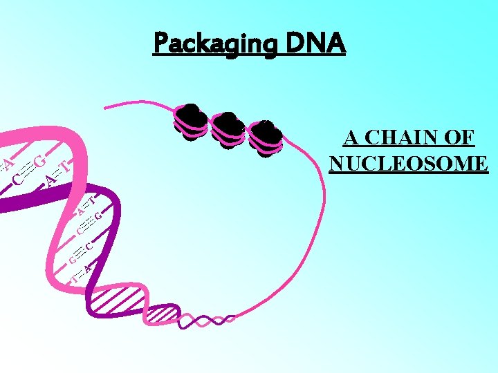 Packaging DNA A A CHAIN OF NUCLEOSOME G T C A T A G