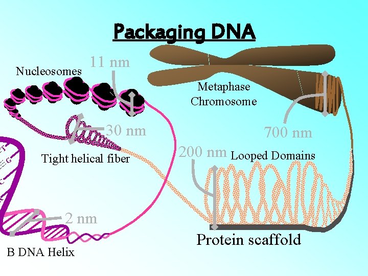 Packaging DNA Nucleosomes 11 nm Metaphase Chromosome 30 nm T G Tight helical fiber Packaging DNA Nucleosomes 11 nm Metaphase Chromosome 30 nm T G Tight helical fiber