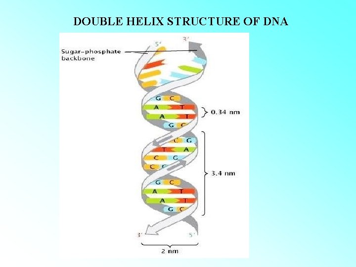 DOUBLE HELIX STRUCTURE OF DNA  DOUBLE HELIX STRUCTURE OF DNA