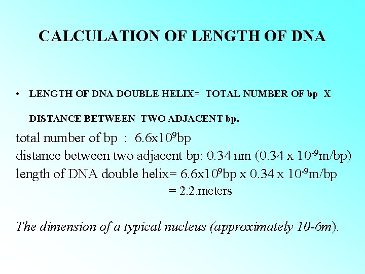 CALCULATION OF LENGTH OF DNA • LENGTH OF DNA DOUBLE HELIX= TOTAL NUMBER OF CALCULATION OF LENGTH OF DNA • LENGTH OF DNA DOUBLE HELIX= TOTAL NUMBER OF