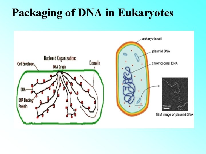 Packaging of DNA in Eukaryotes 