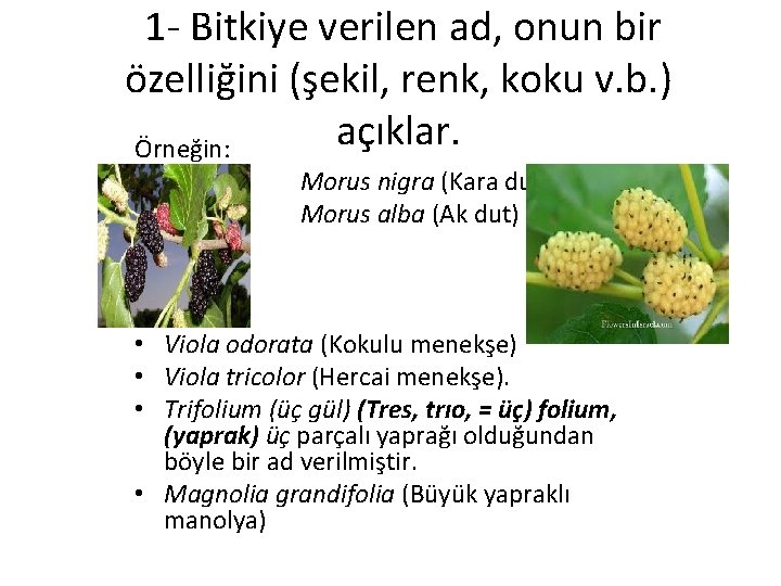  1 - Bitkiye verilen ad, onun bir özelliğini (şekil, renk, koku v. b.