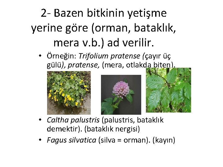 2 - Bazen bitkinin yetişme yerine göre (orman, bataklık, mera v. b. ) ad